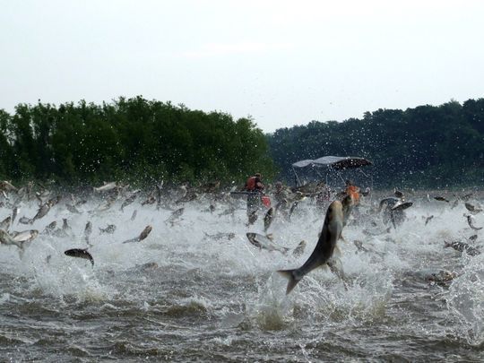 Tell Army Corps of Engineers to stop Asian carp now
